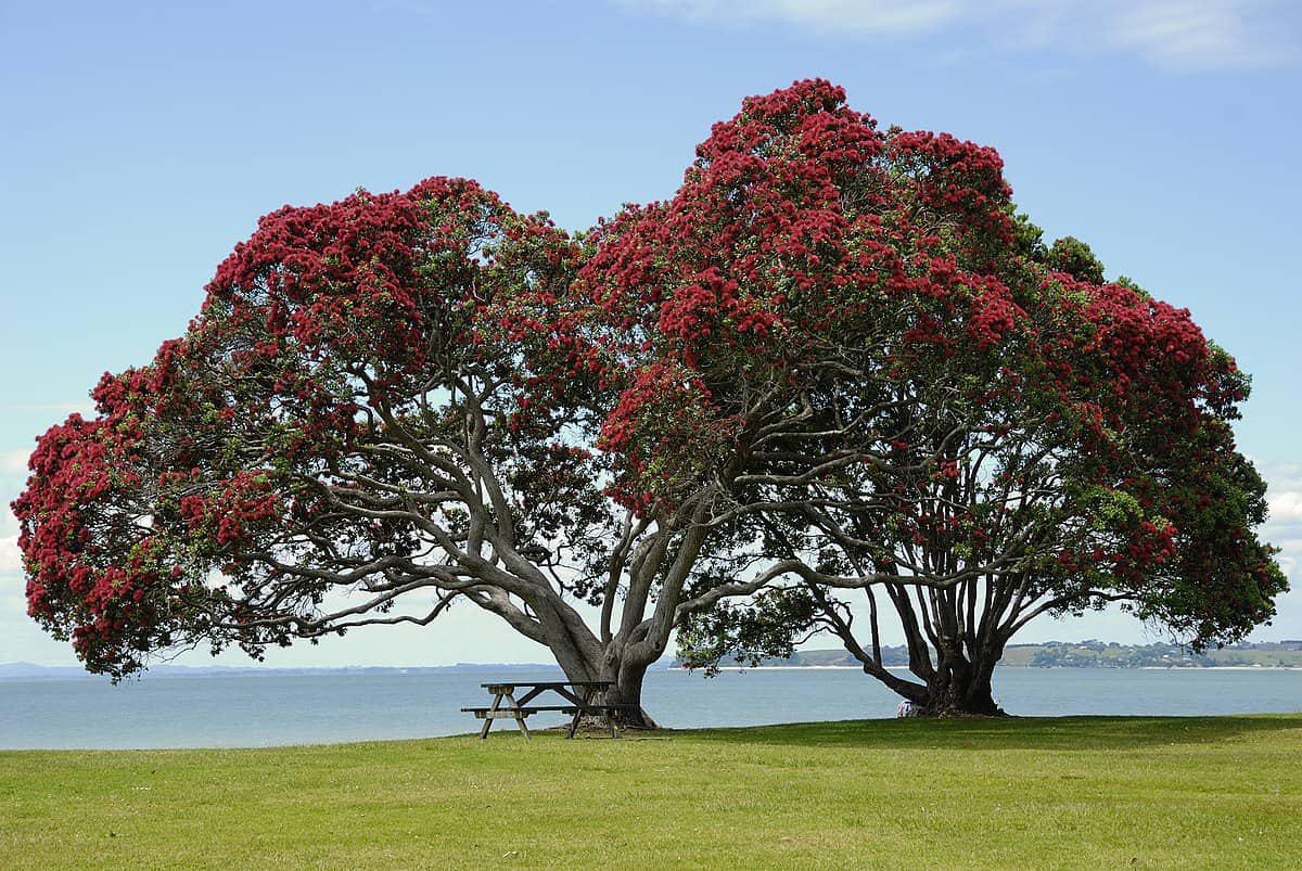 National Tree Day: Arbor Day National Tree Day: Arbor Day